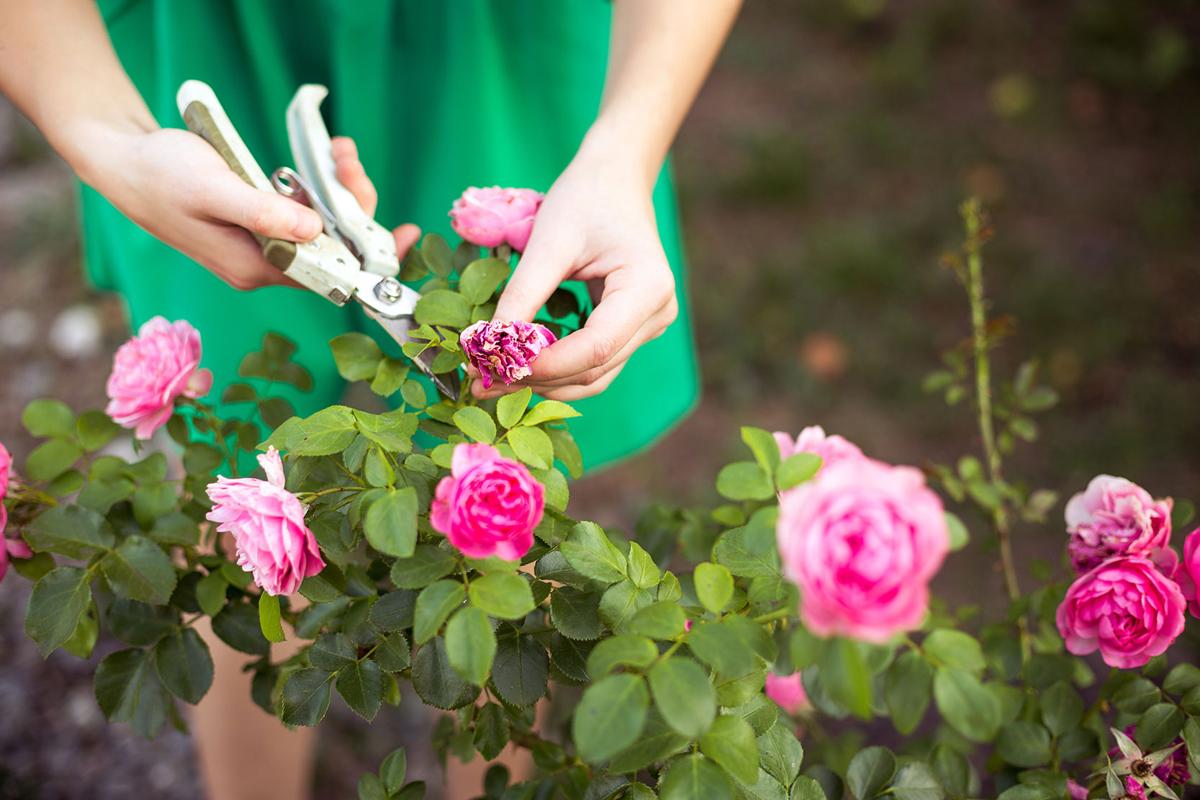 Homegrown Deadheading key to keeping your roses blooming Home and