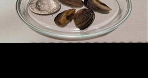 CPW to shift to new mussel inspection sites after success of Loma pilot program - Vimarsana News
