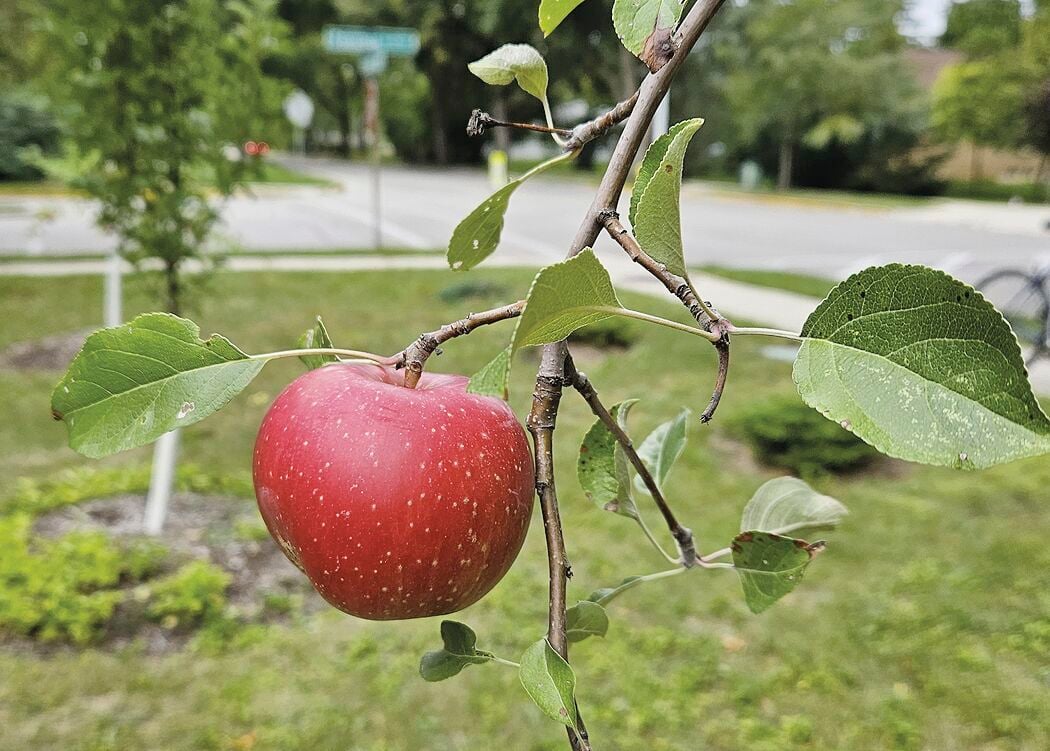 Granny Smith Apple Tree from Stark Bro’s