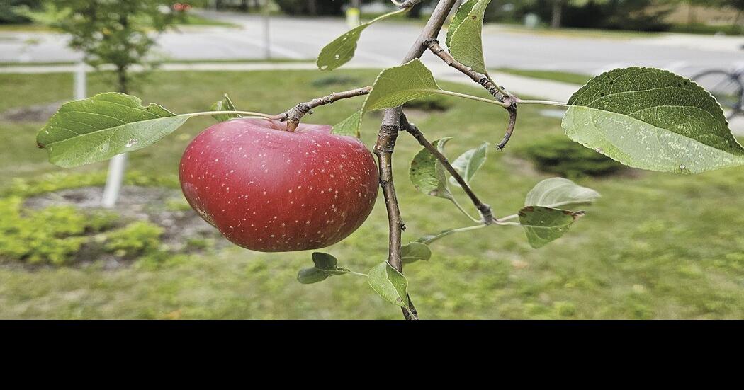 Granny Smith Apple Tree - Stark Bro's