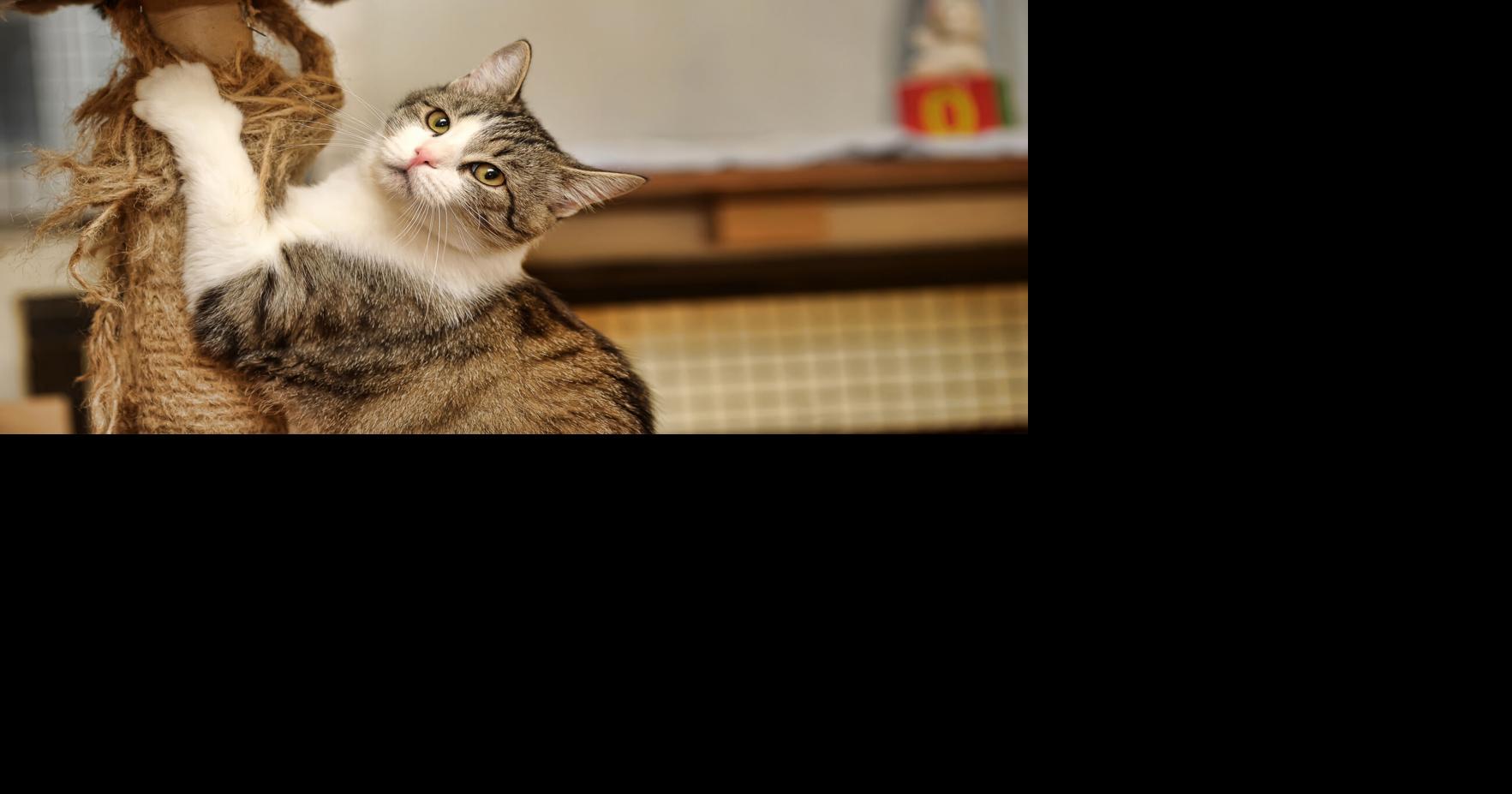 2 house cats infected with bird flu in New York City, health officials say | Health