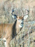 Waukesha County leads state for most deer-vehicle crashes