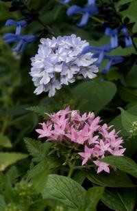 Gardening Gmtoday Com