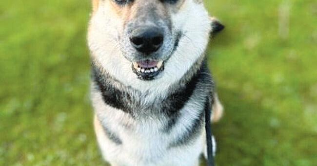 Ozaukee County Pet of the Week: Gunner | Ozaukee Co. News