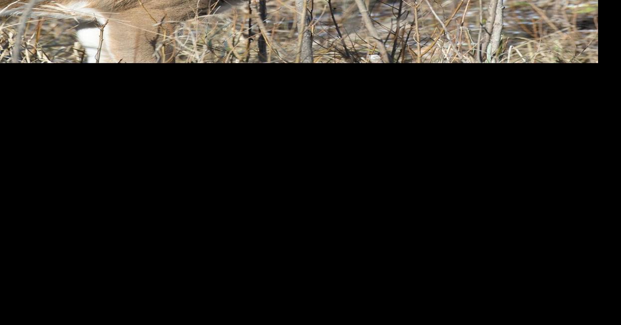 Delafield in need of more hunters for deer management program