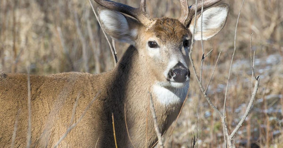 Delafield in need of more hunters for deer management program
