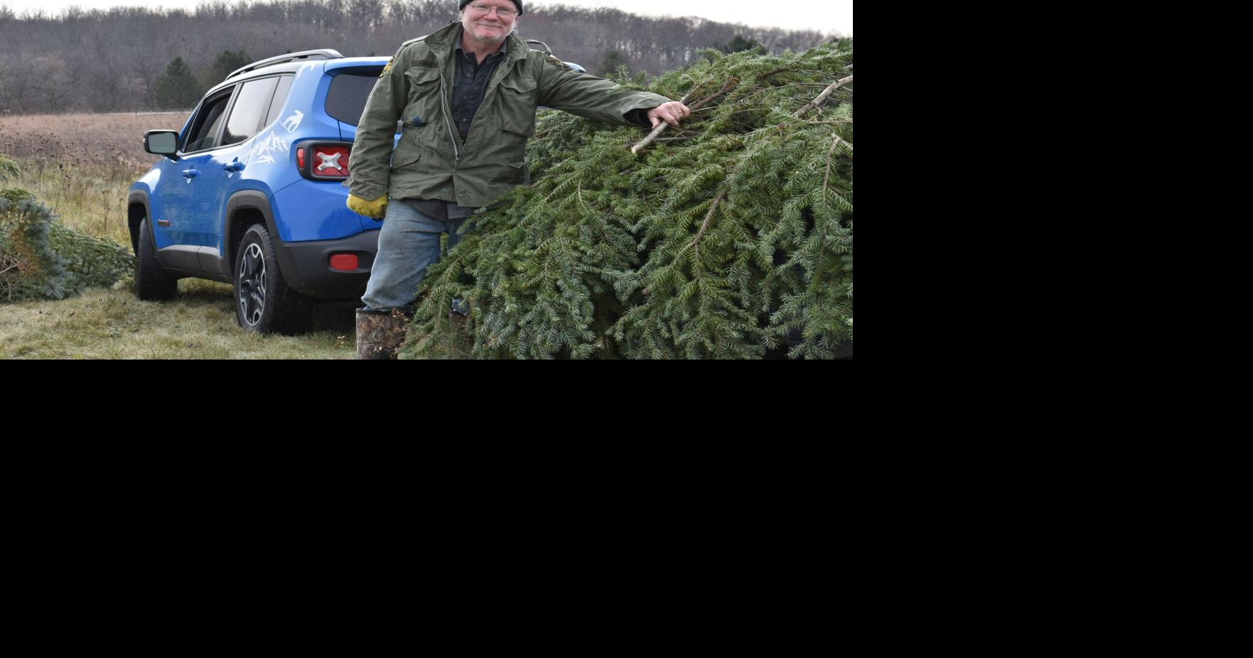 ‘A winwin’ Christmas trees harvested to protect the environment