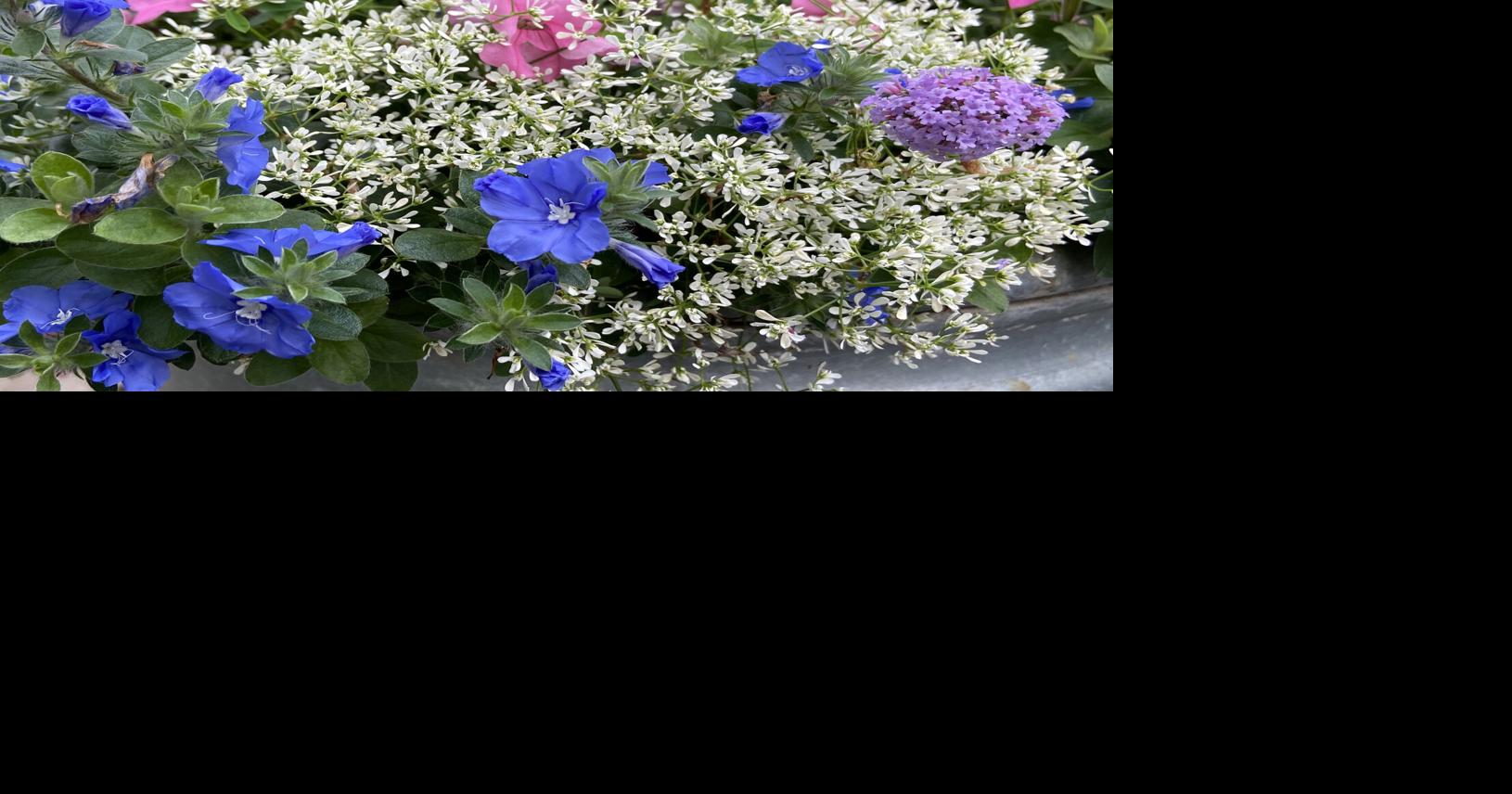 On Gardening: Diamond Snow euphorbia a garden game changer | Gardening ...