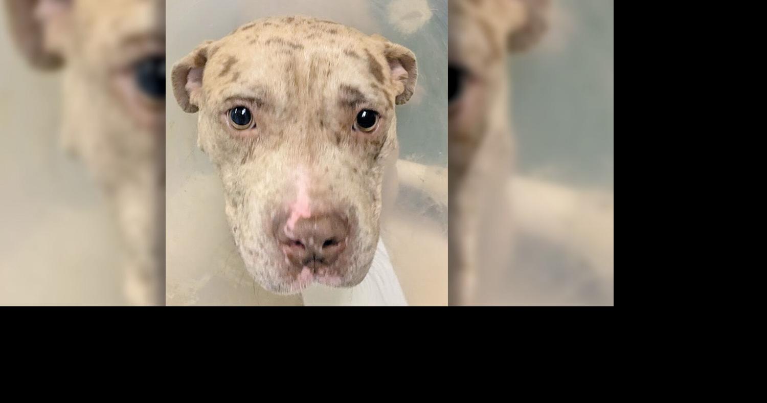 Dog shot by officer improving
