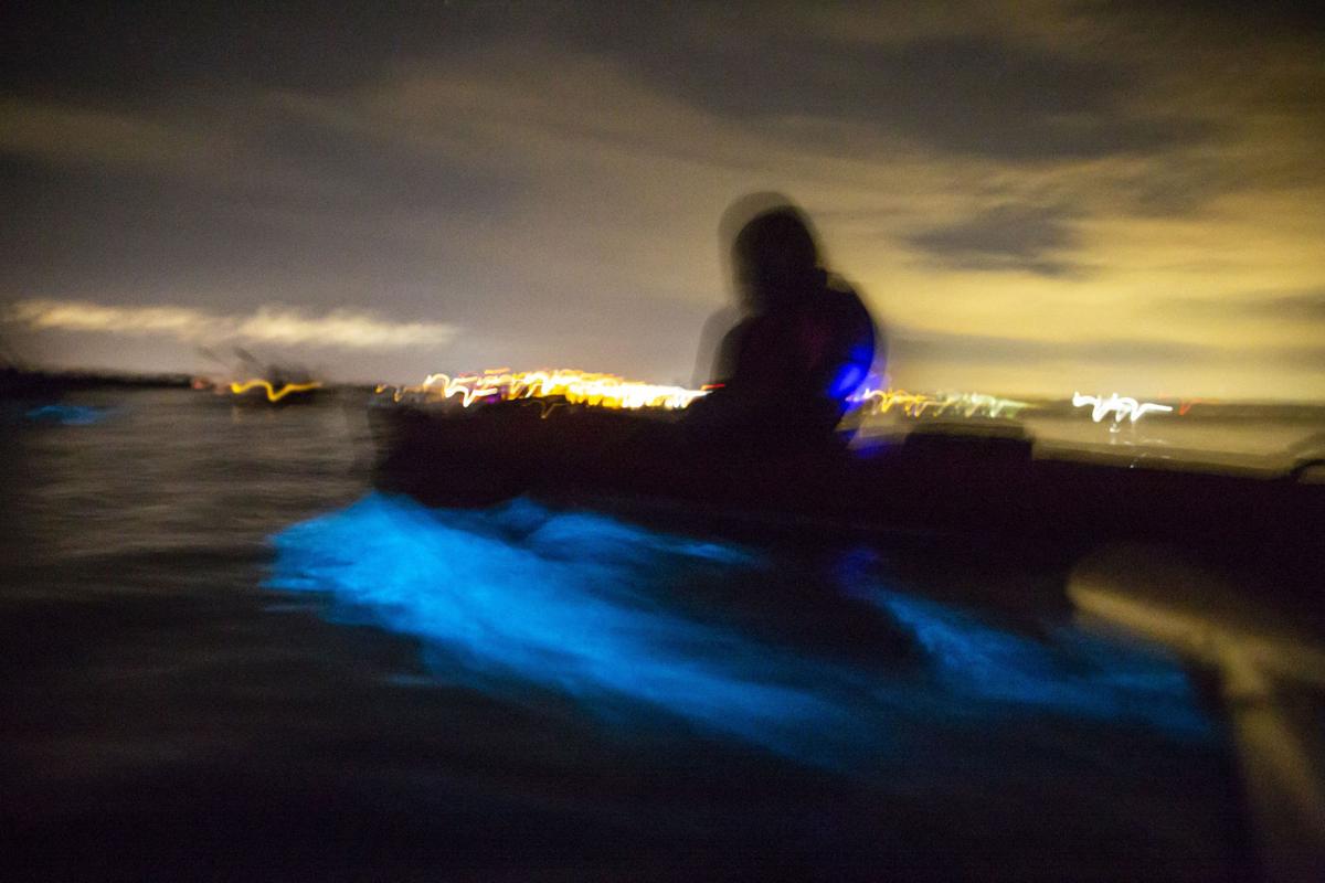 Bioluminescence Is Back Florida S Blue Glowing Wonder Lights Up
