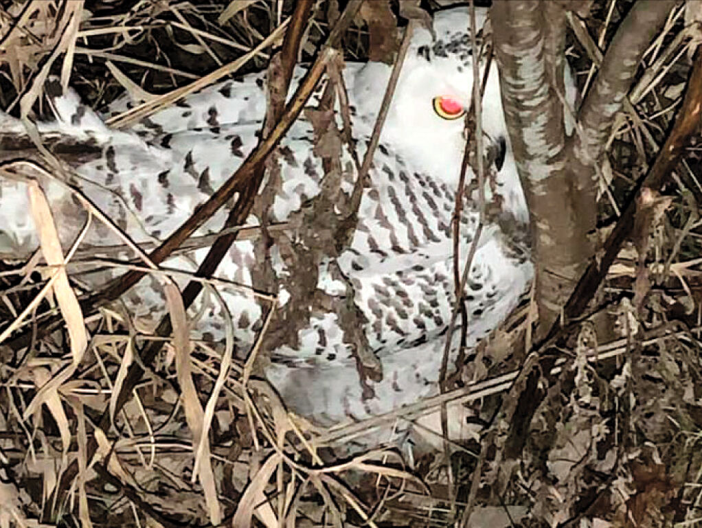 Snowy owl rescued in Jackson News