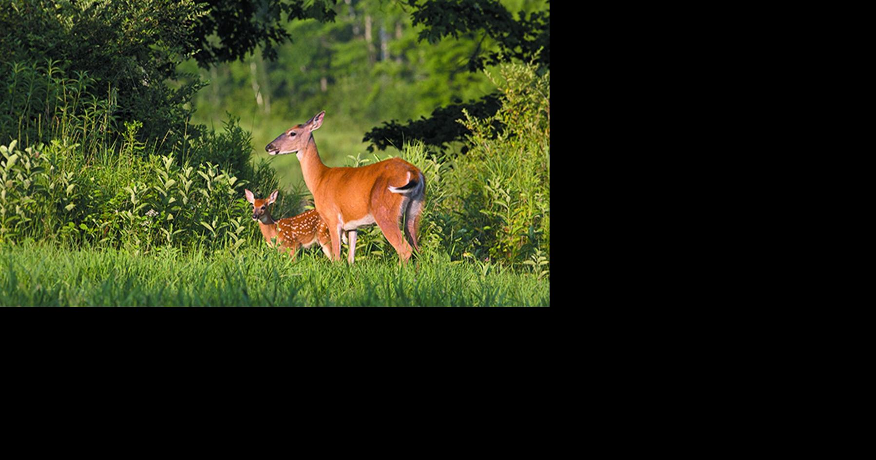 Hemorrhagic disease outbreak hits Waukesha County deer herd