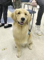 Three-legged therapy dog in training to get a prosthetic leg