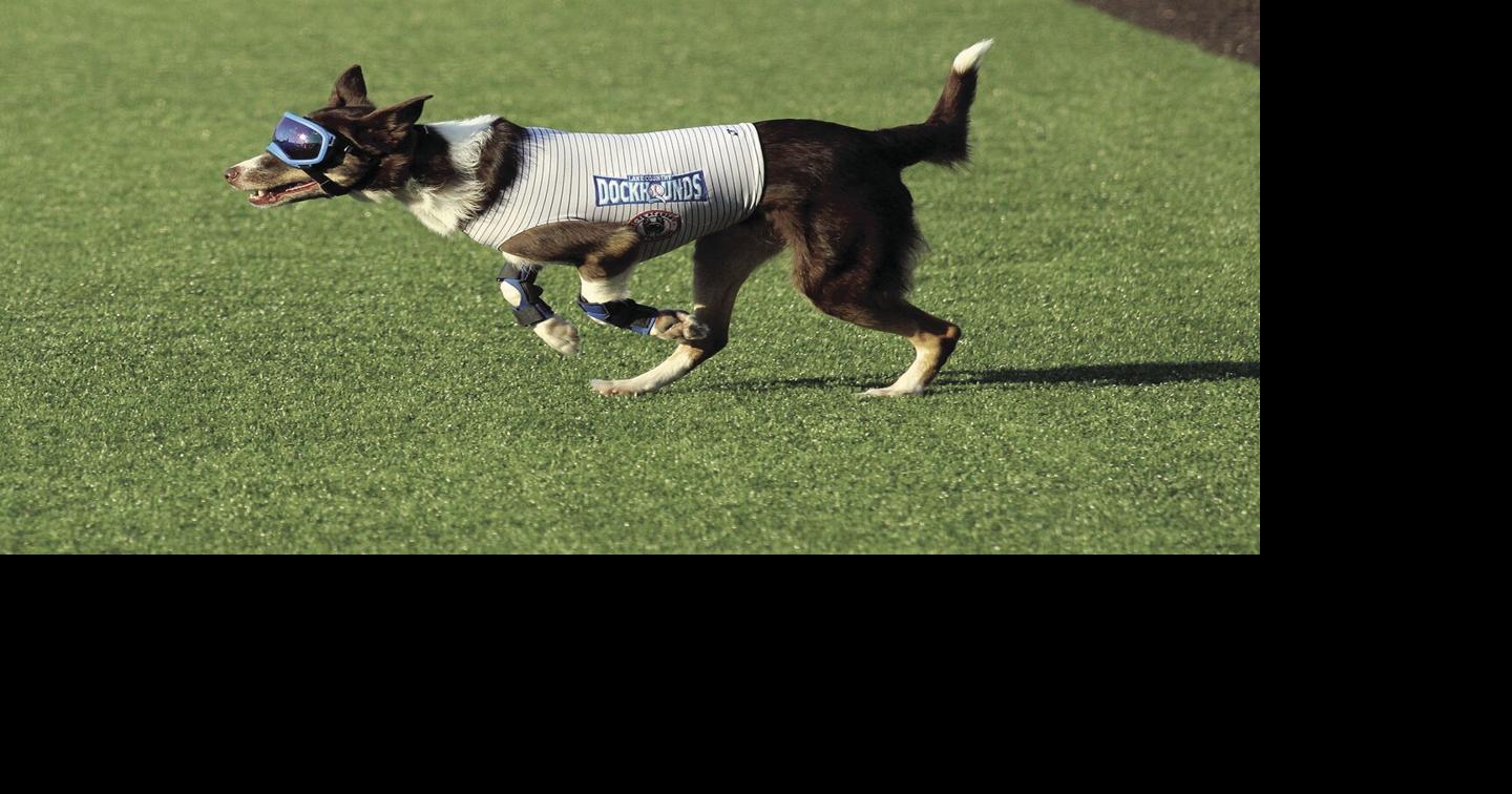 Colt the Bat Dog Oconomowoc Slideshows gmtoday com