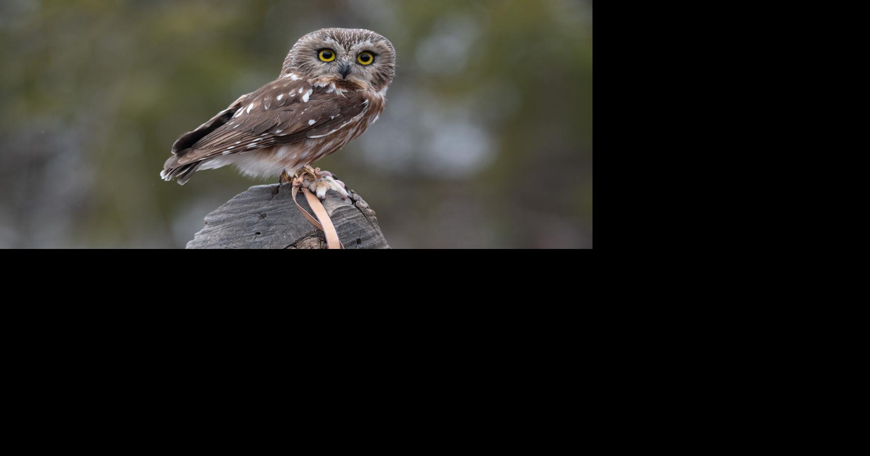 Talking about talons: CLCF hosting ‘Raptors in Conservation ...