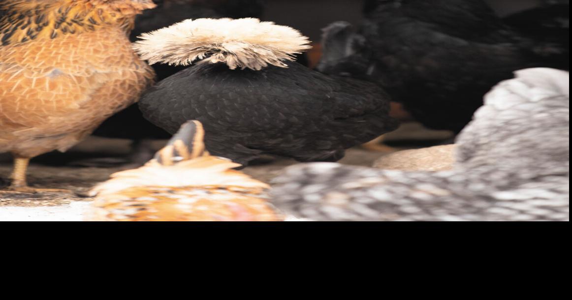 Commission to address chicken enclosures in Waukesha Waukesha Co