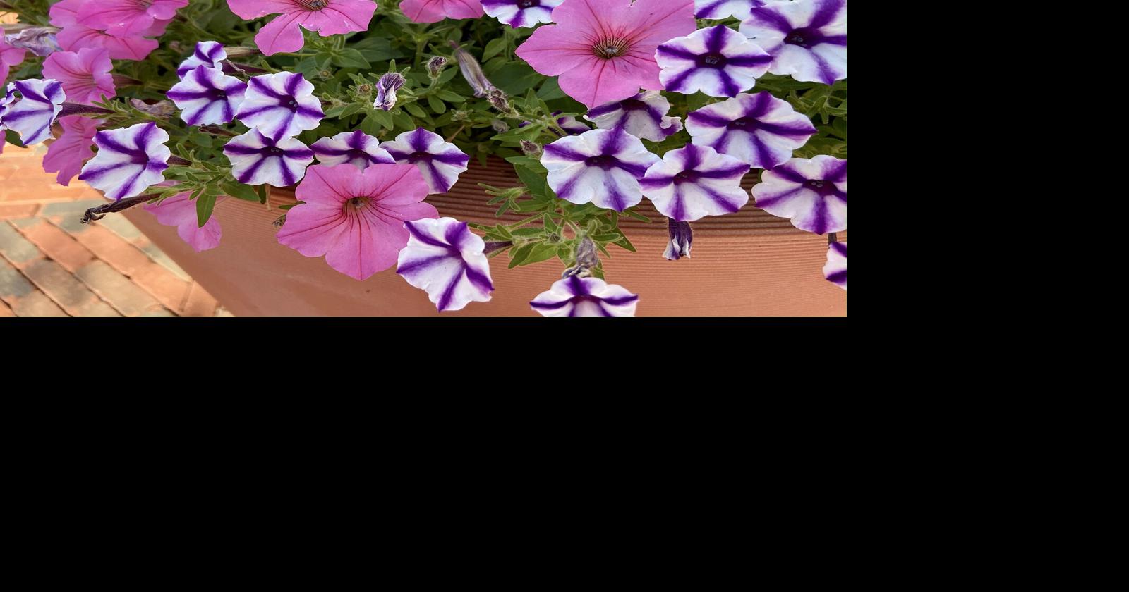 On Gardening: Life #39 s a beach with Proven Winners #39 Recipe of the Year