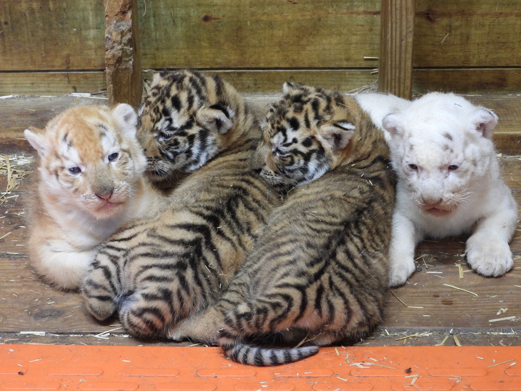 clovelu TIGER COACH 24 - WHITE その他ブランド(ソノタブランド