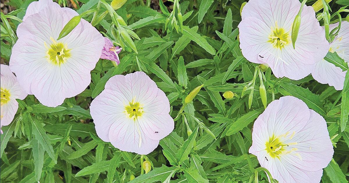 Is it sundrops or evening primrose?