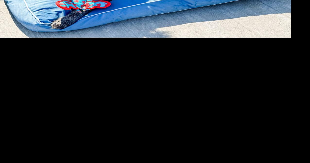 Family travel 5: Taking your pets | Travel