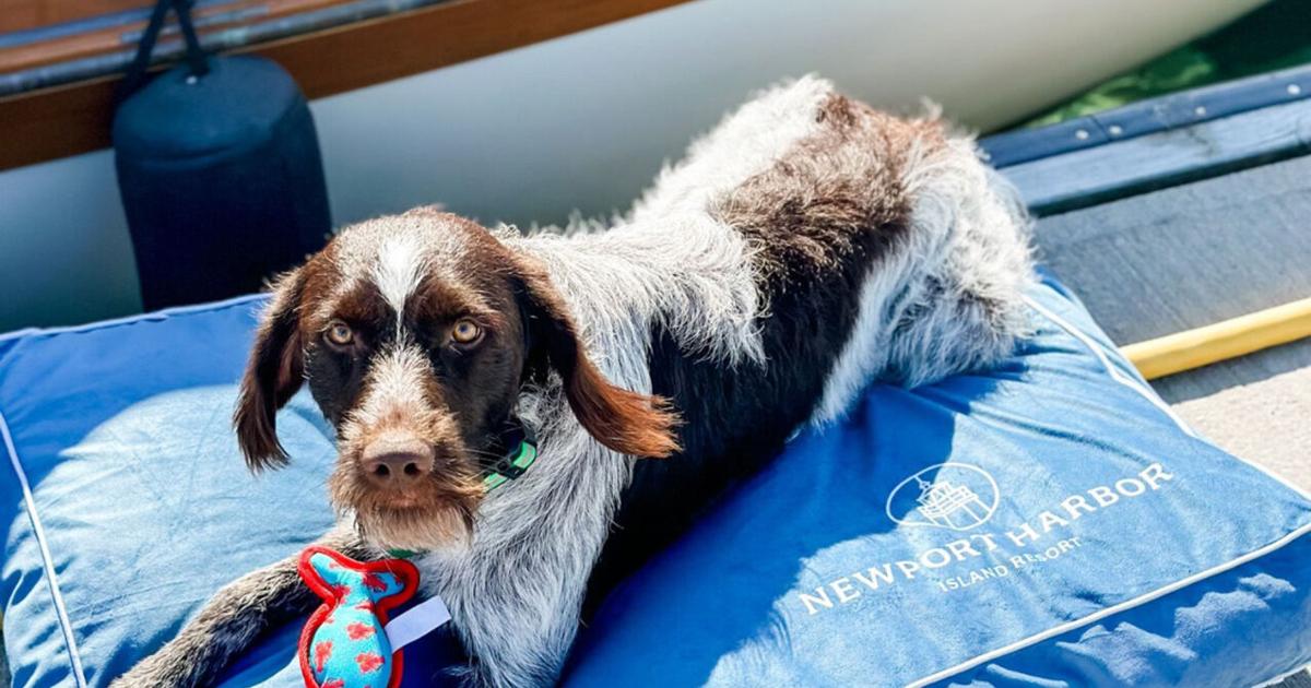 Family travel 5: Taking your pets | Travel Family travel 5: Taking your pets | Travel