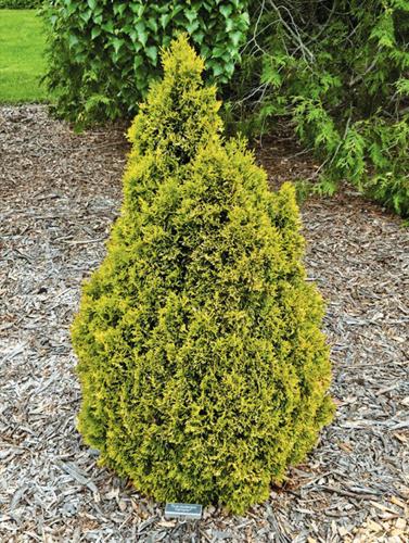Exploring the true cedar in The Cottage Gardener 53012 | Ozaukee Co. News |  gmtoday.com