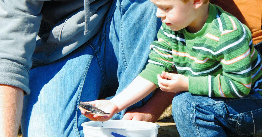 ‘A historic day for a historic fish’