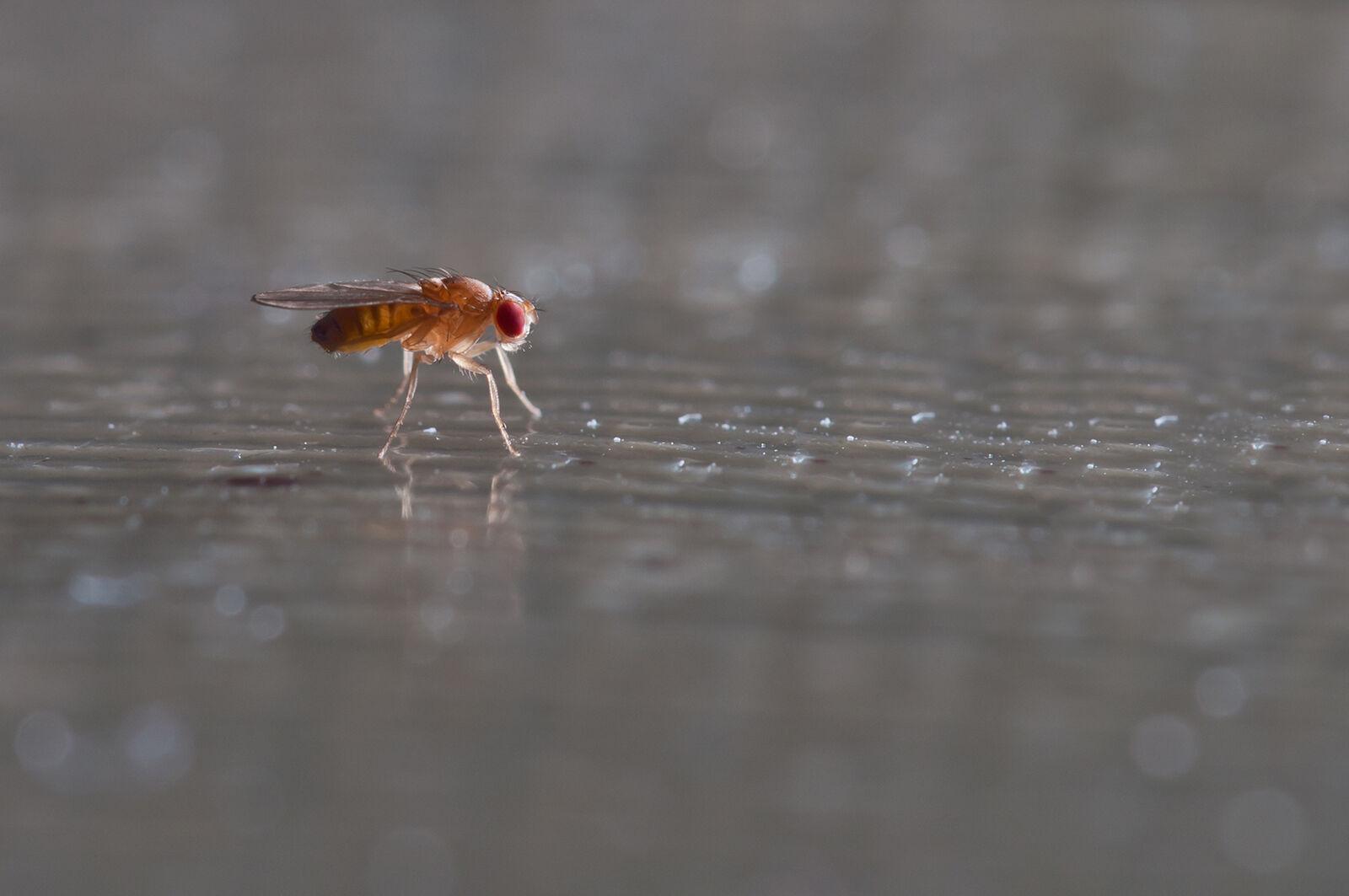 How to really, truly, finally get rid of fungus gnats for good: We asked  the pros, Lifestyle