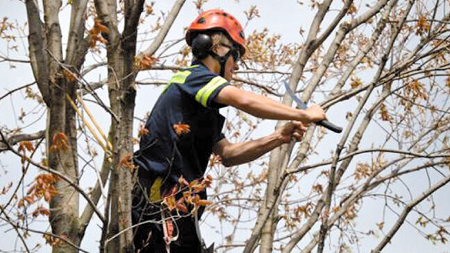 American Tree Experts Marks 70th Anniversary Business Gmtoday Com