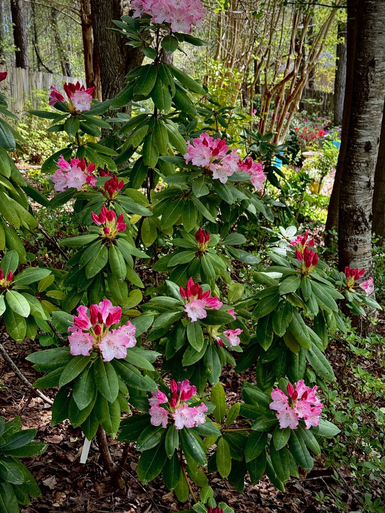 On Gardening: Dandy Man Color Wheel is a garden dream come true | Gardening  | gmtoday.com