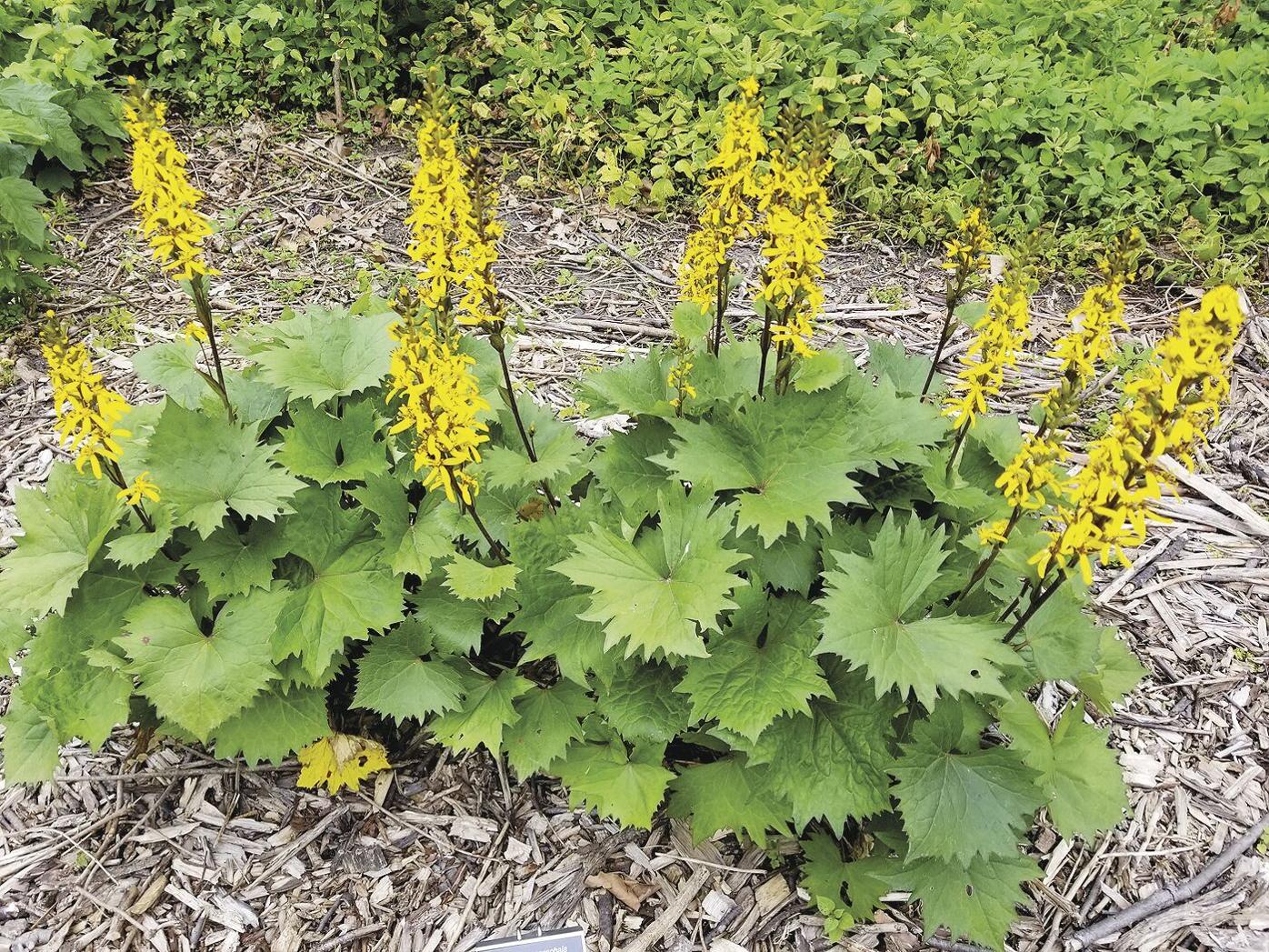 The golden rays of ligularia | Ozaukee Co. News | gmtoday.com