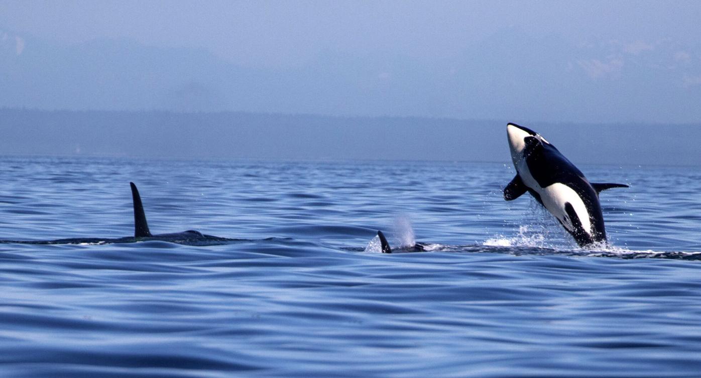 Orca Watcher: How many points on a buck?