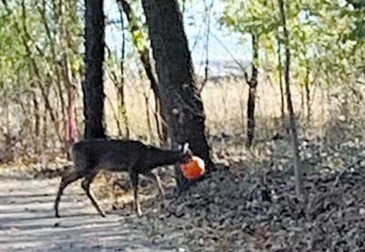 HAWS removes trick-or-treat pumpkin stuck on deer's head