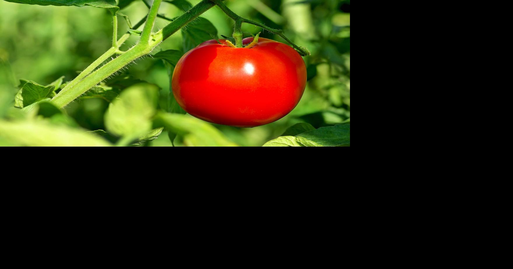 On Nutrition: Take it from a plant