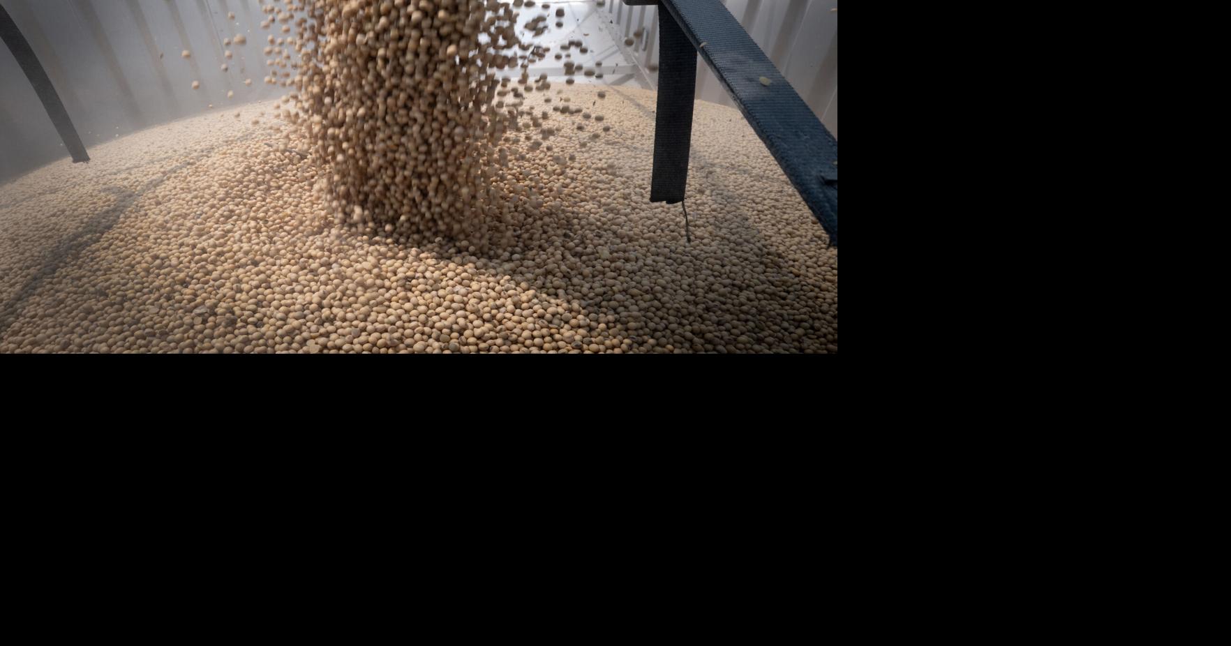 China’s purchases of US soybeans stall despite trade truce | Business ...