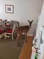 Deer crashes through window in Mukwonago, leaves the way it came in
