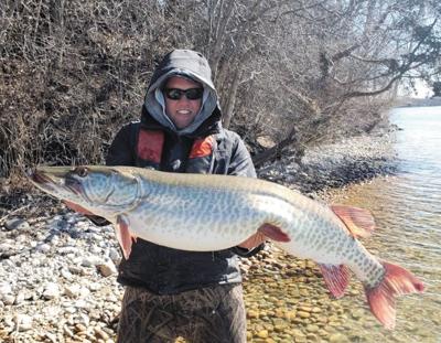 Lurking in Lac La Belle: DNR nets and releases monster muskie, Waukesha  Co. News