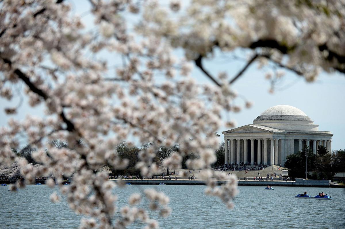 Delight In Washington D C S Annual Cherry Blossom Festival From