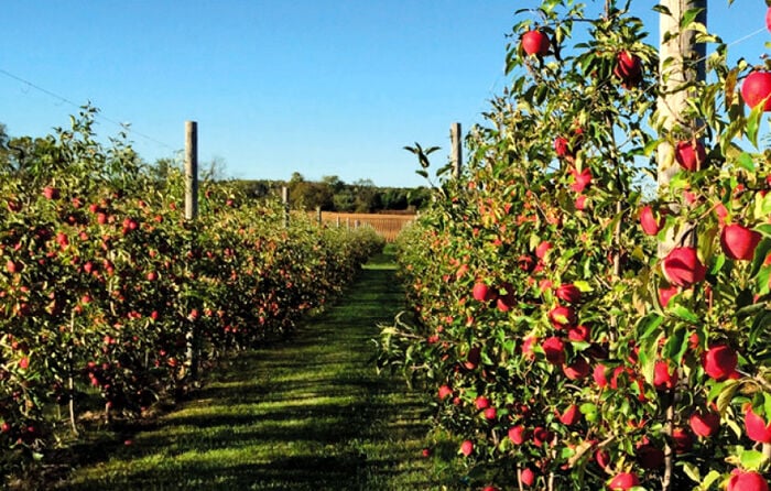 Organic Apples-HALF BUSHEL