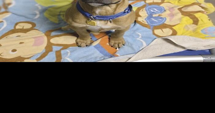 Pet of the Week: Ozaukee County | Ozaukee Co. News