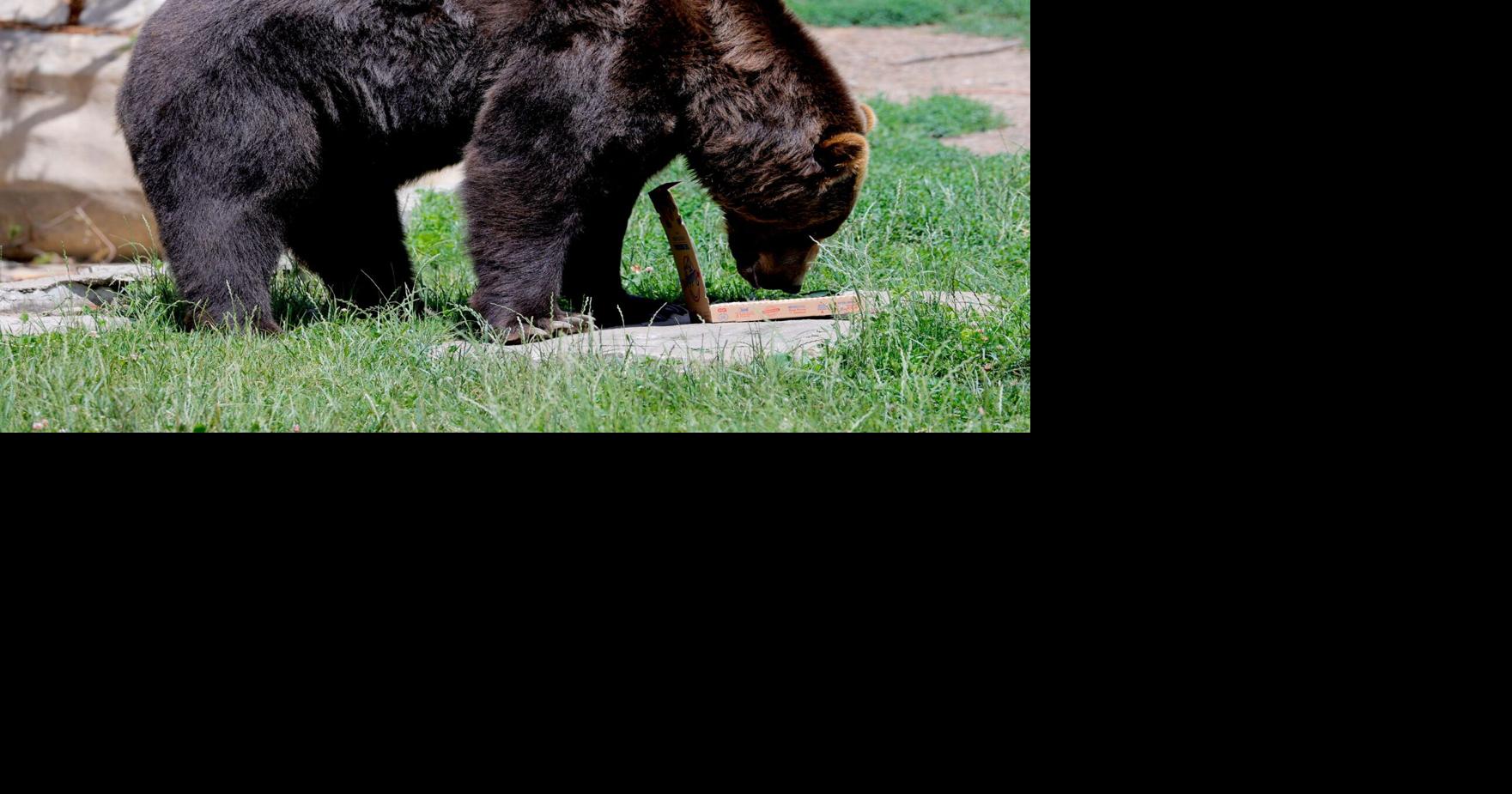 Illinois woman faces charges in Yellowstone bear encounter | Illinois ...