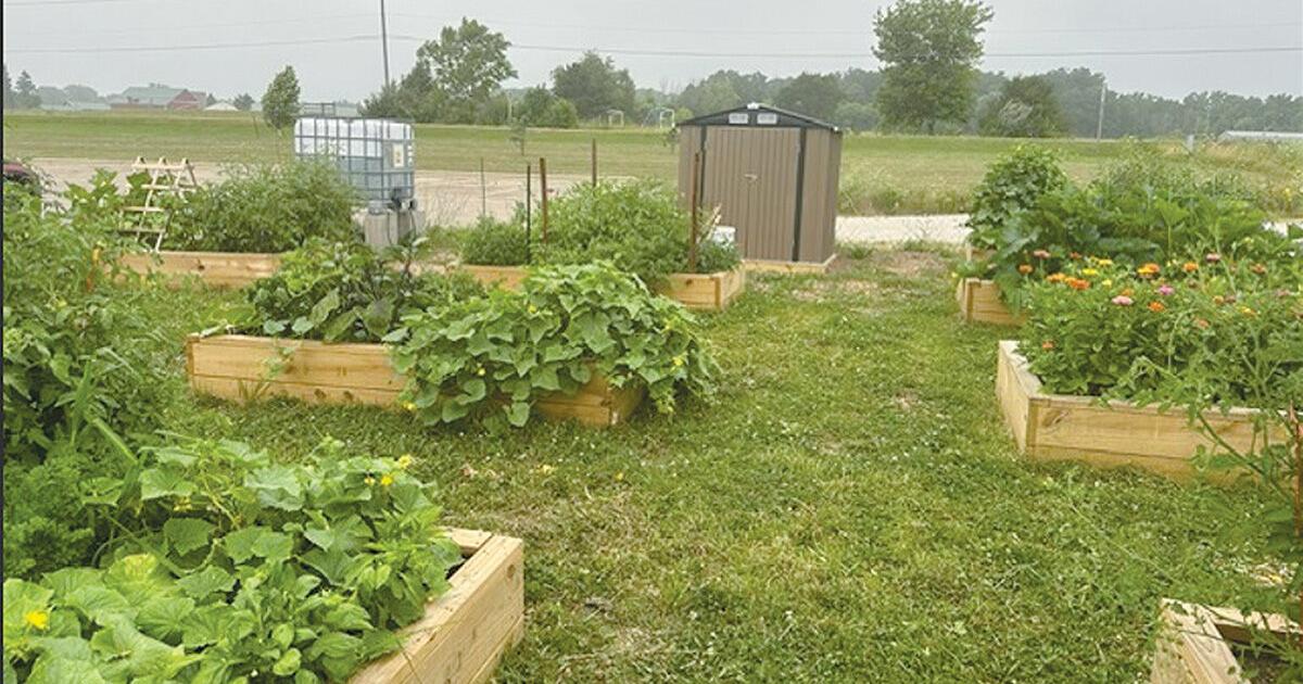 Grafton Lions community garden is thriving