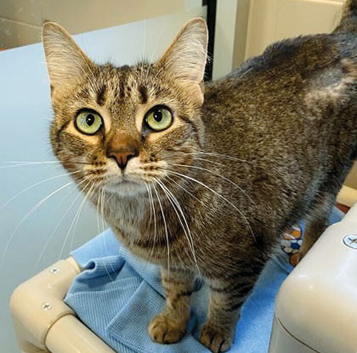 Snickers: Quiet 2-year-old cat ready for adoption | Ozaukee Co