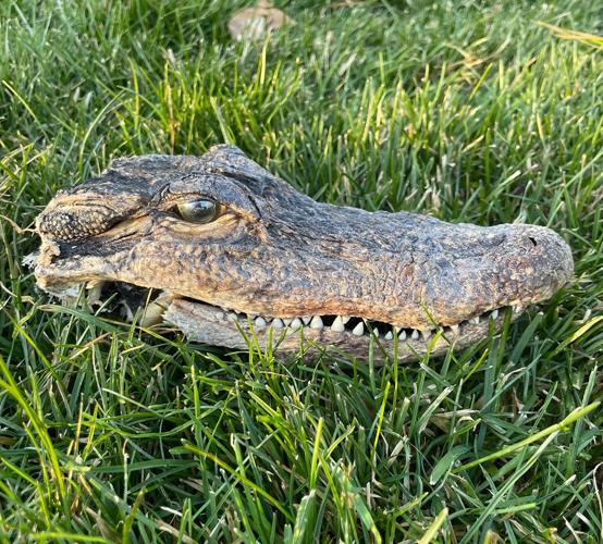 Alligator head washes  up on shoreline of Lake Keesus - 01