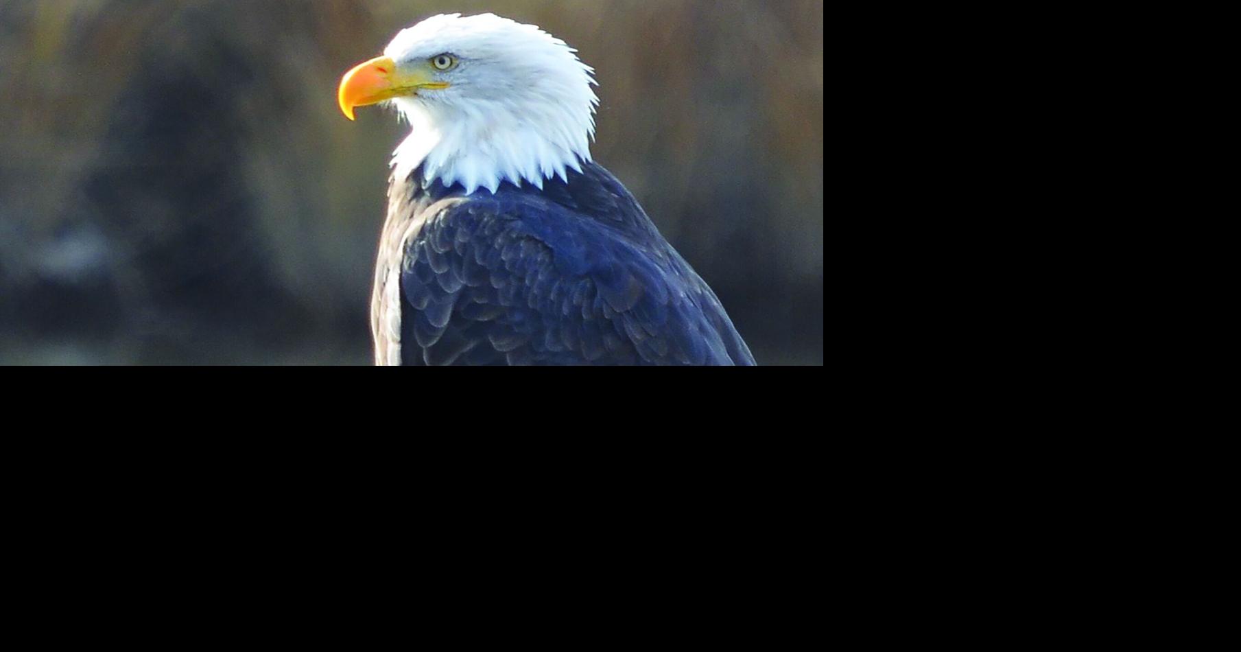 Symbol of America thriving in our area