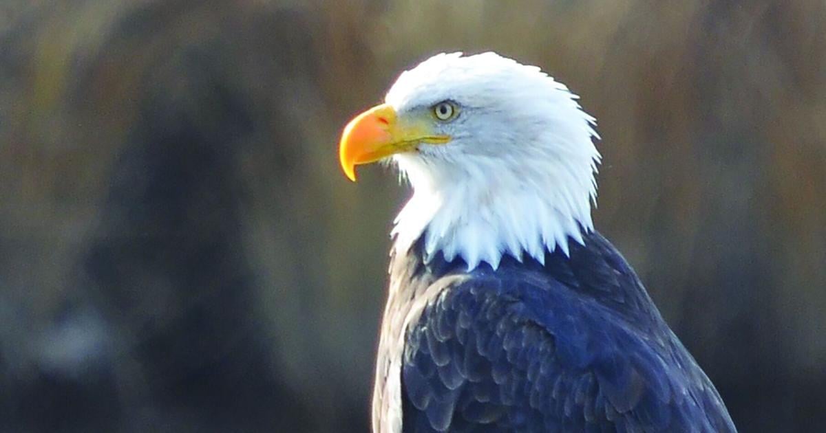 Symbol of America thriving in our area