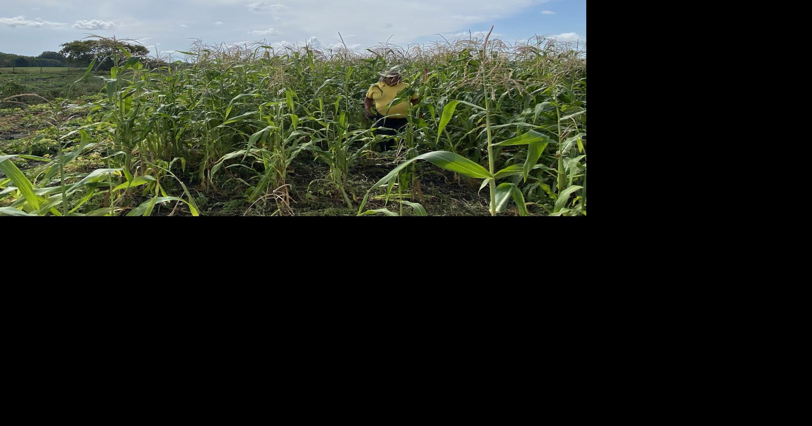 Minnesota corn farmers withstood a trade war. The war in Iran is the next cost challenge