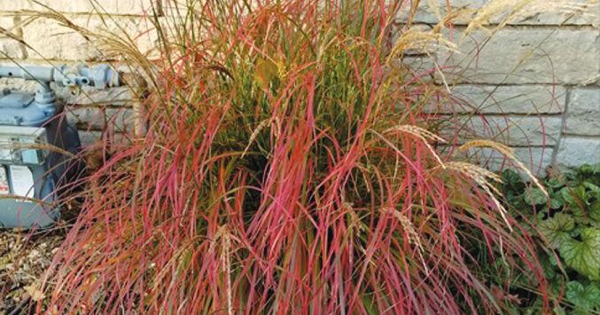 Miscanthus has traveled full circle