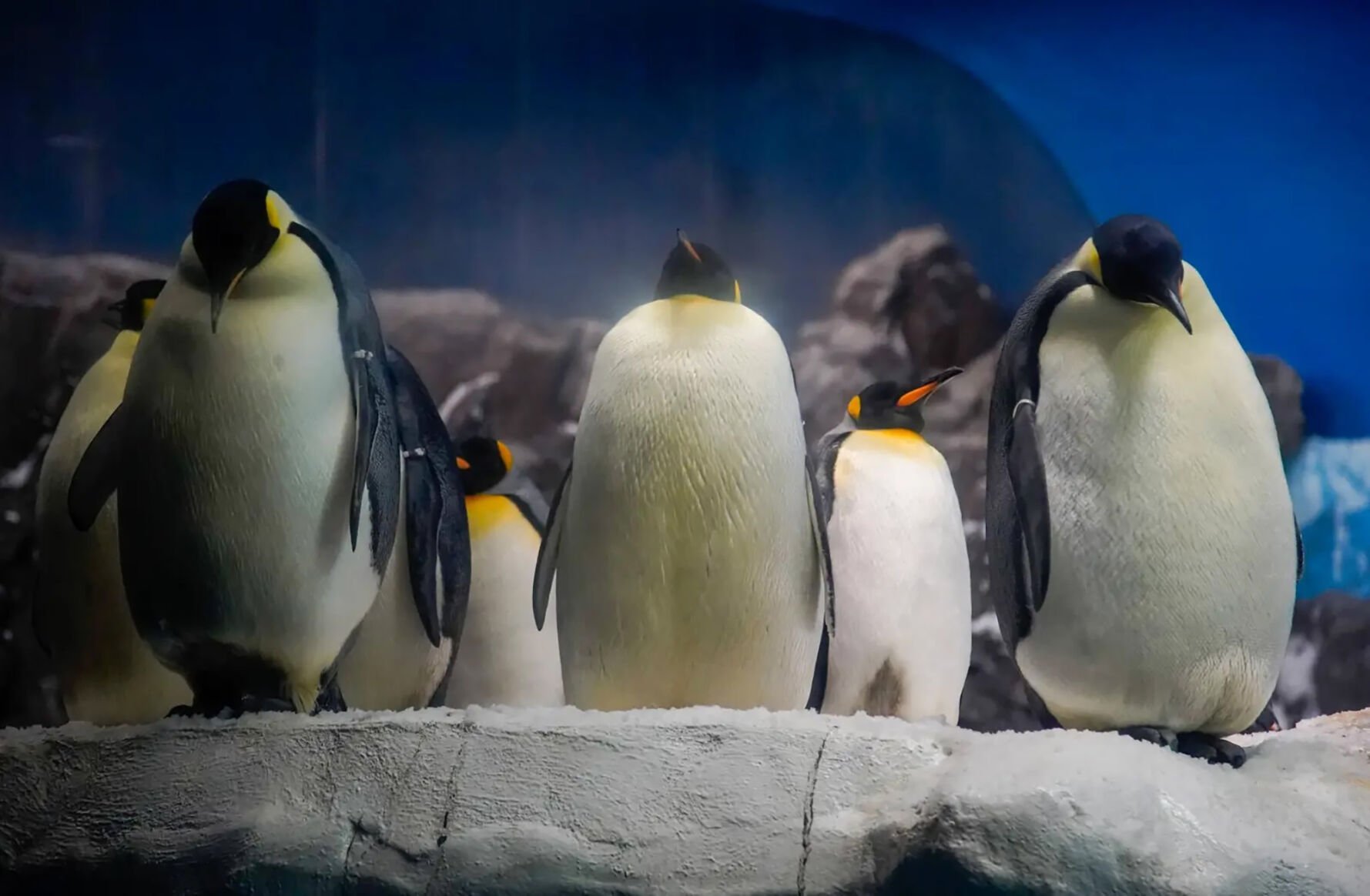 SeaWorld Orlando Welcomes Rare Emperor Penguins in Historic First