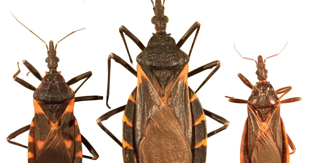 Blooding Insect Deadly disease caused by blood-sucking insects spreading in US, CDC ...